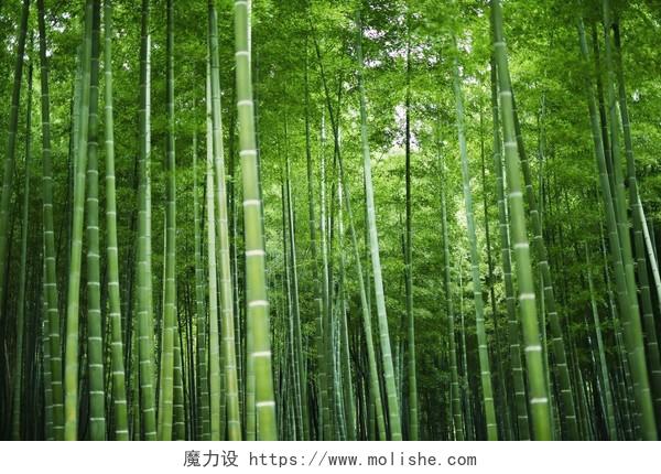 一大片绿色的竹林